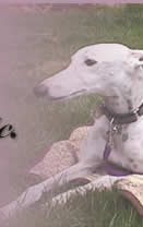 greyhound dog clothing